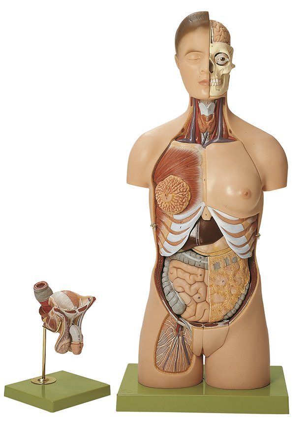 SOMSO Torso with Head and Interchangeable Male and Female Genitalia