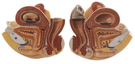 SOMSO Interchangeable Female Genital Organs with a 10-week-old Fetus