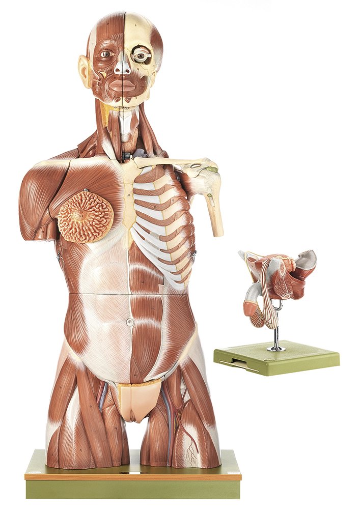 SOMSO Muscular Torso with Interchangeable Male and Female Genitalia