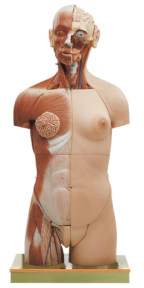 SOMSO Muscular Torso with Head and Open Back