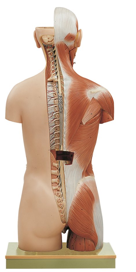 SOMSO Muscular Torso with Head and Open Back