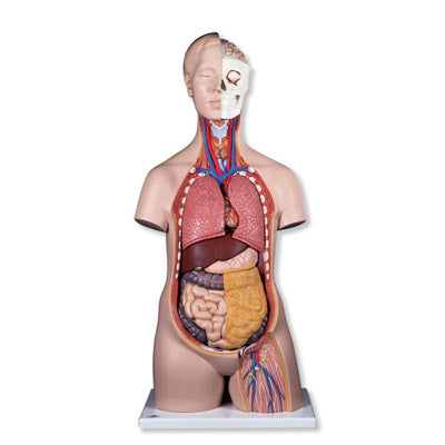 3B Classic Unisex Torso 12-part