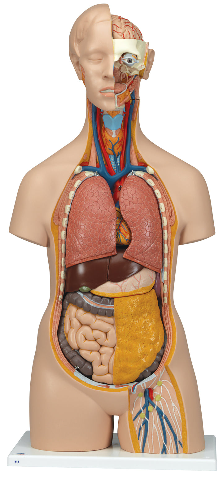 3B Classic Unisex Torso 14 part