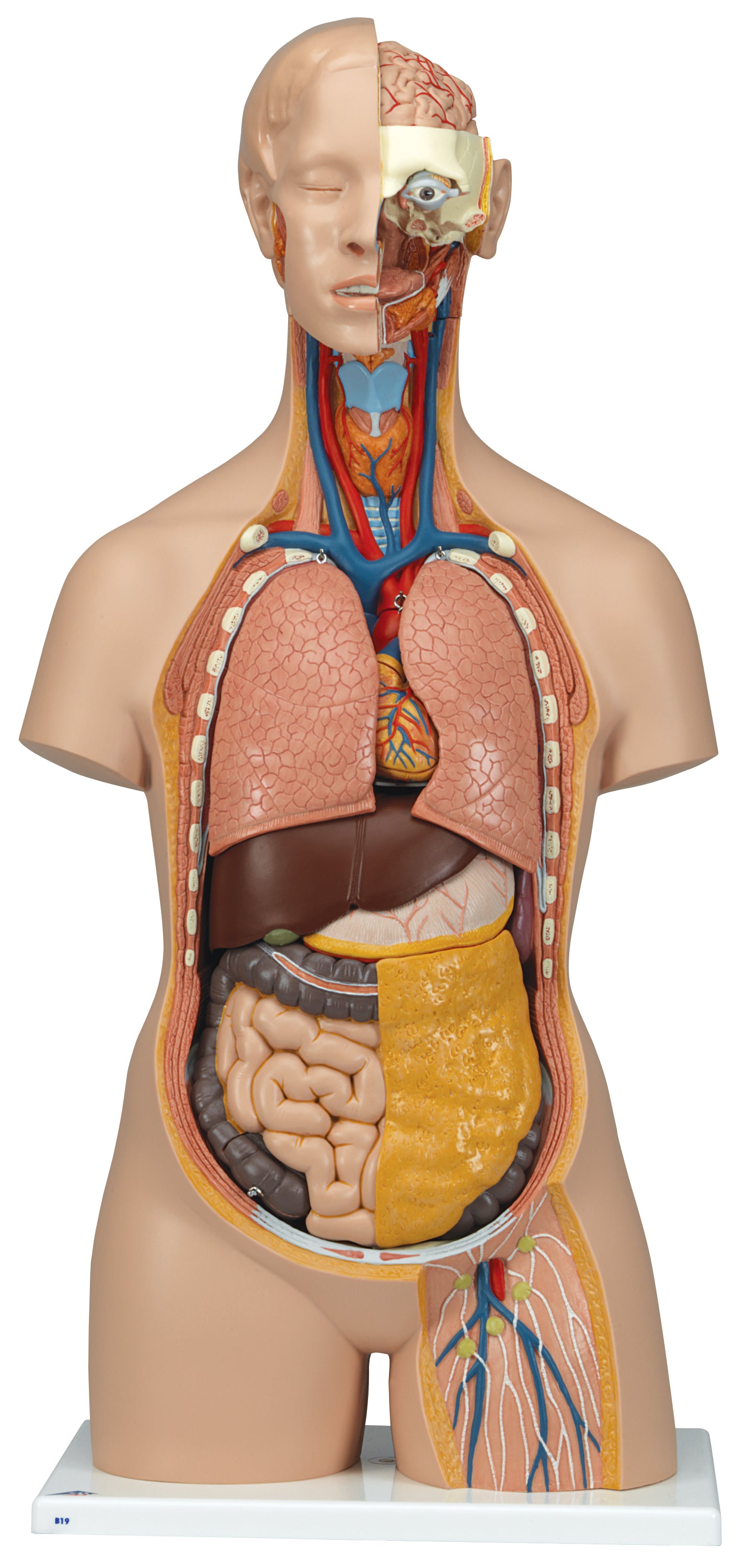 3B Classic Unisex Torso 18-part w/ open neck and back