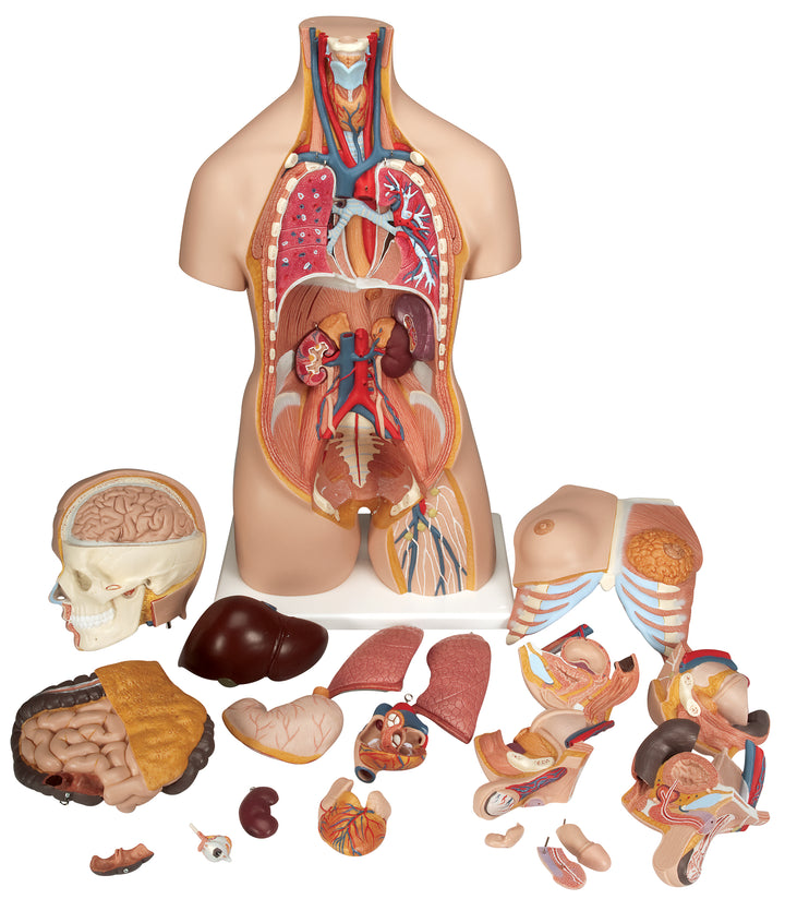 3B Deluxe Dual-Sex Torso 20-part