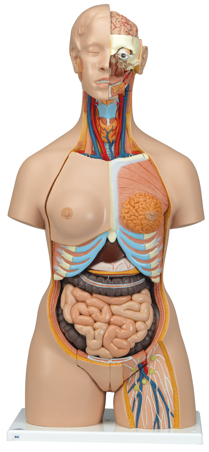 3B Deluxe Dual-Sex Torso opened back 28-part