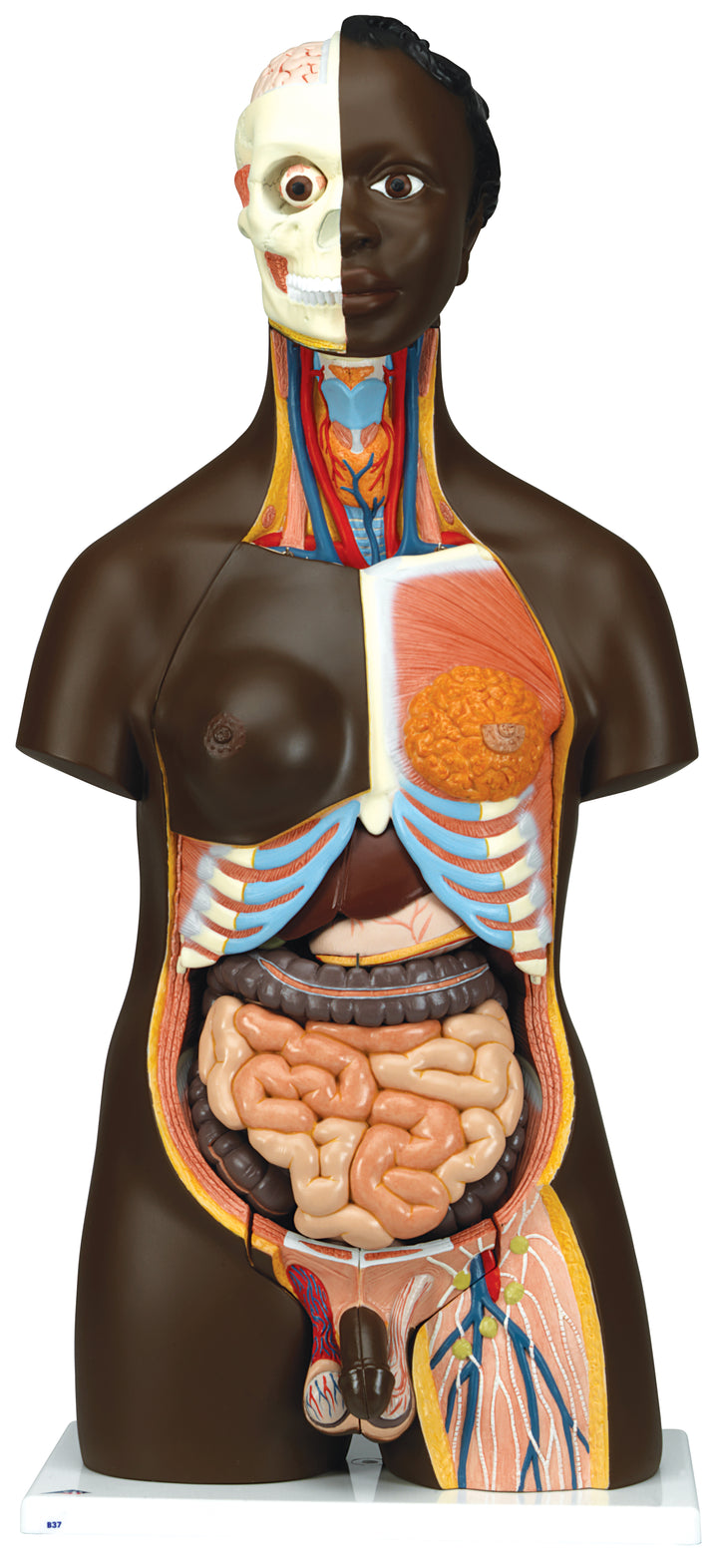 3B African Torso dual sex 24 parts