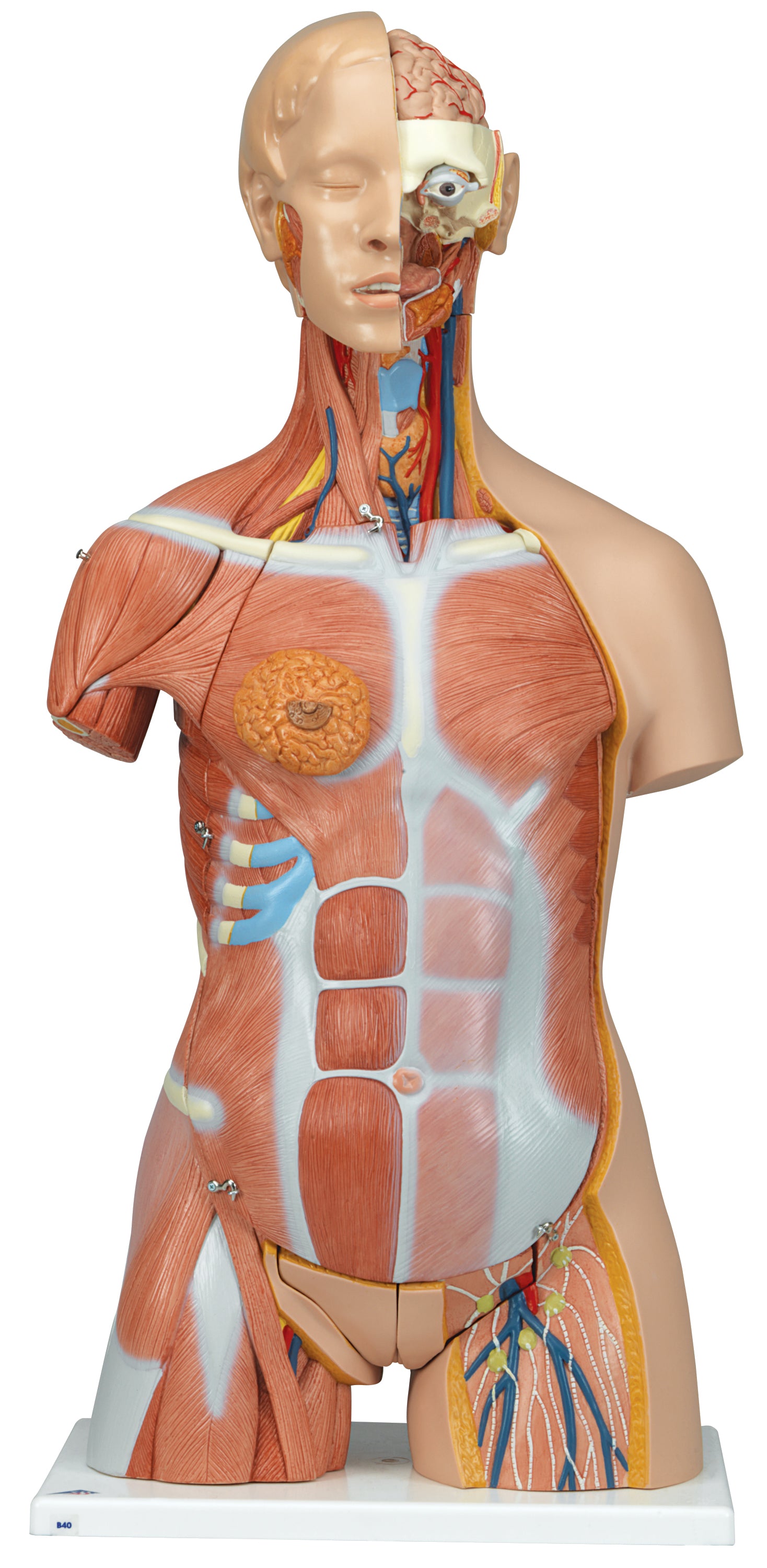 3B Deluxe Muscle Torso 31-part