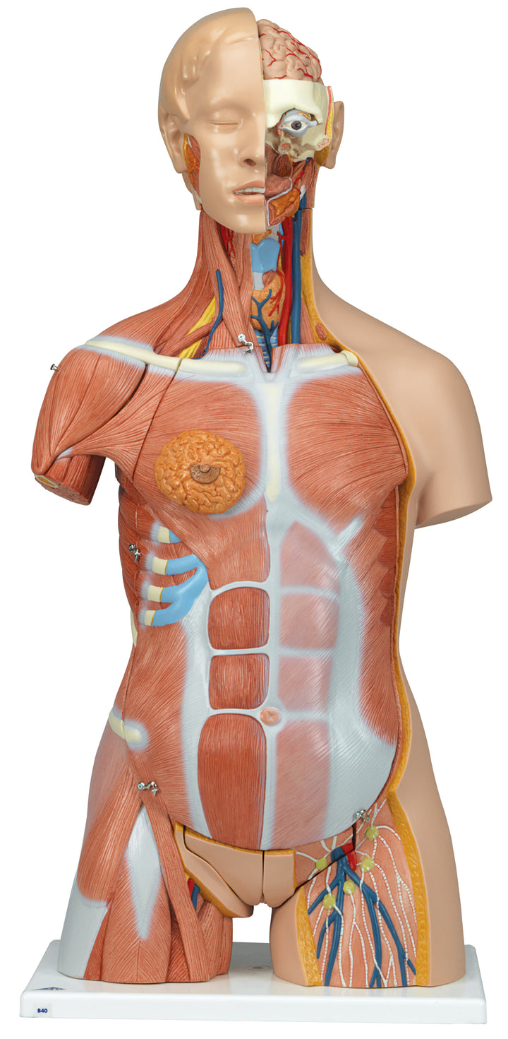 3B Deluxe Muscle Torso 31-part