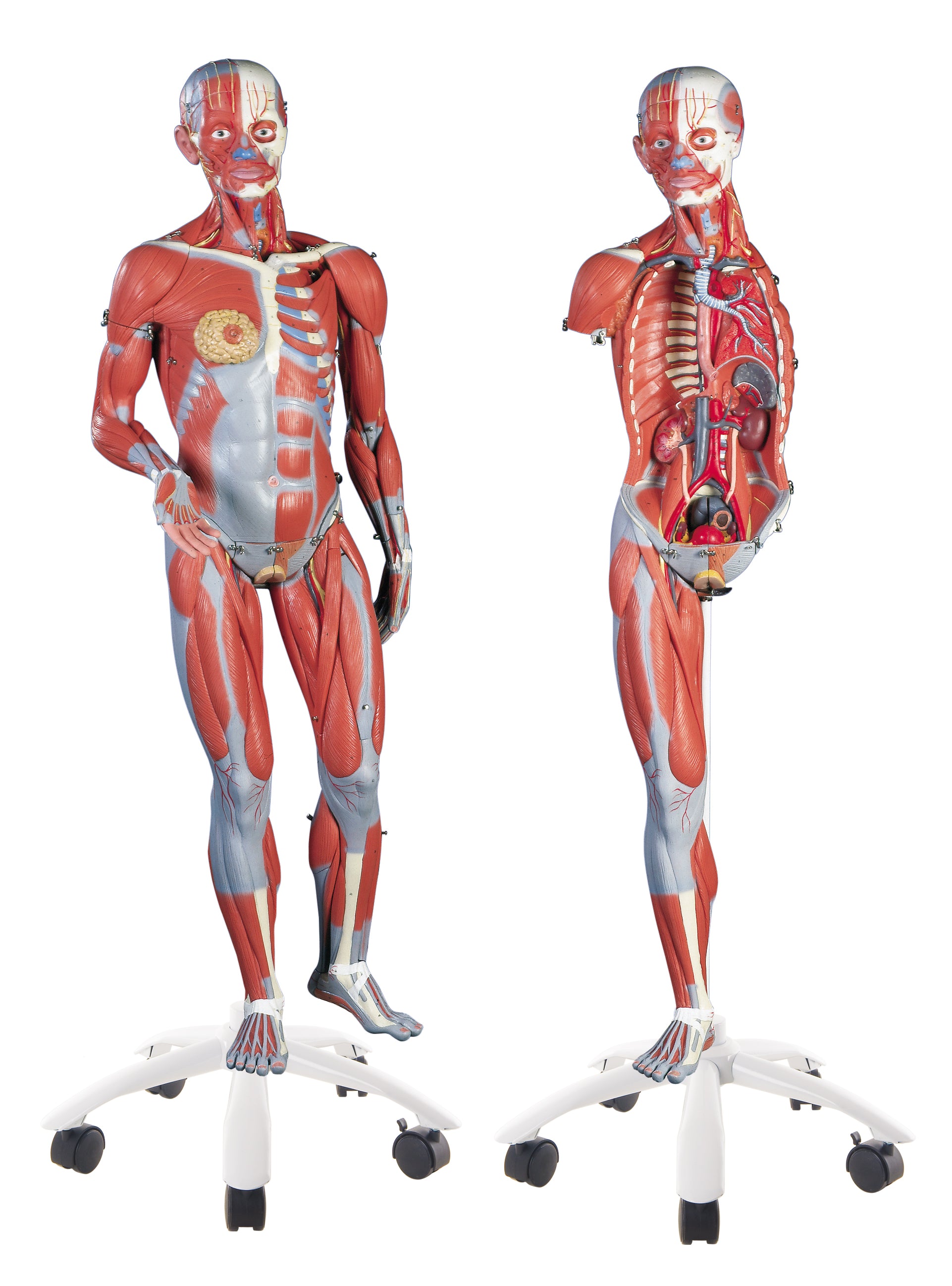 3B Female Muscle Figure 3/4 life-size 23-part