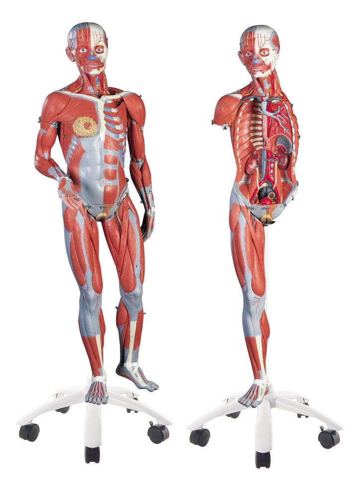 3B Female Muscle Figure 3/4 life-size 23-part