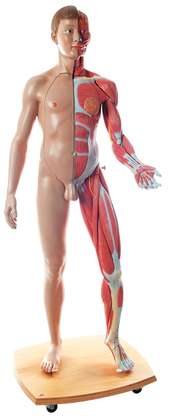 3B Life-Size Dual sex European. musc. fig. 39-part