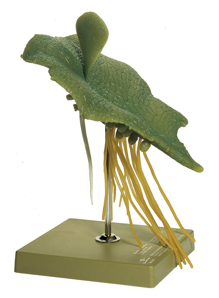 SOMSO Worm Fern, Prothallium