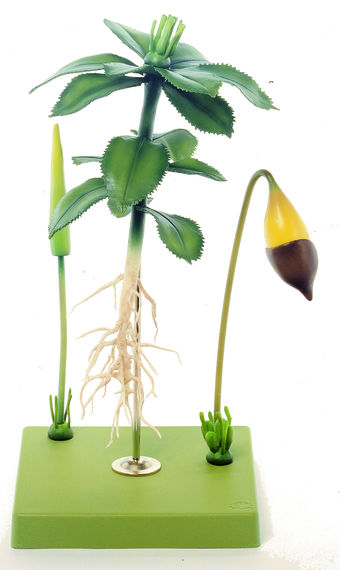 SOMSO Model of Mnium Affine Gametophyte with Sporophyte