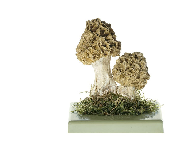 SOMSO Morchella esculenta