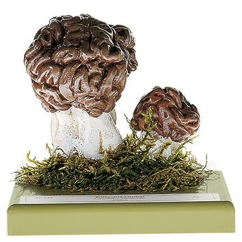 SOMSO Gyromitra esculenta