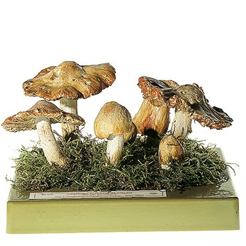 SOMSO Inocybe patouillardi