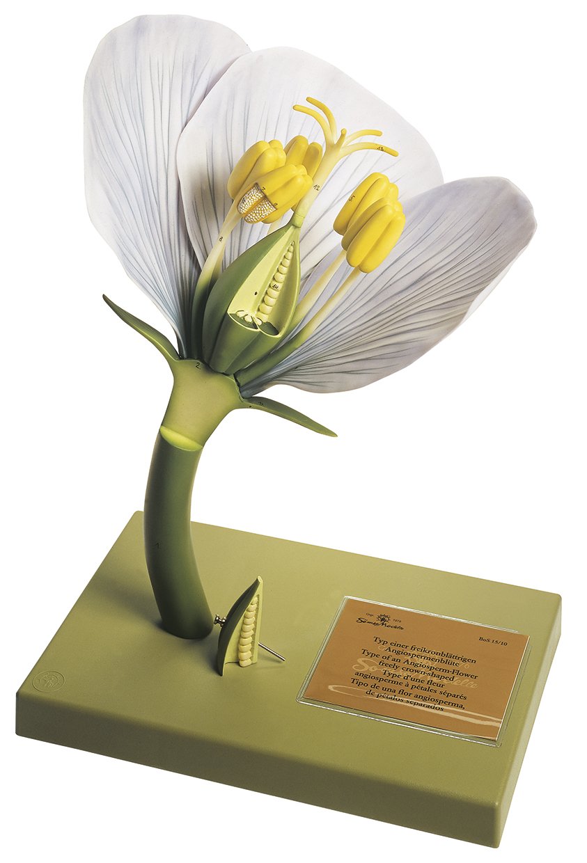 SOMSO Example of a not united Perianth of an Angiosperm Flower