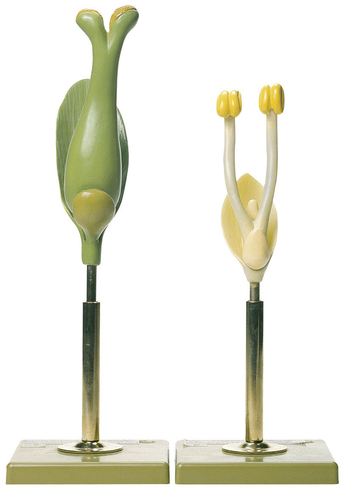 SOMSO Willow Flower, Male and Female