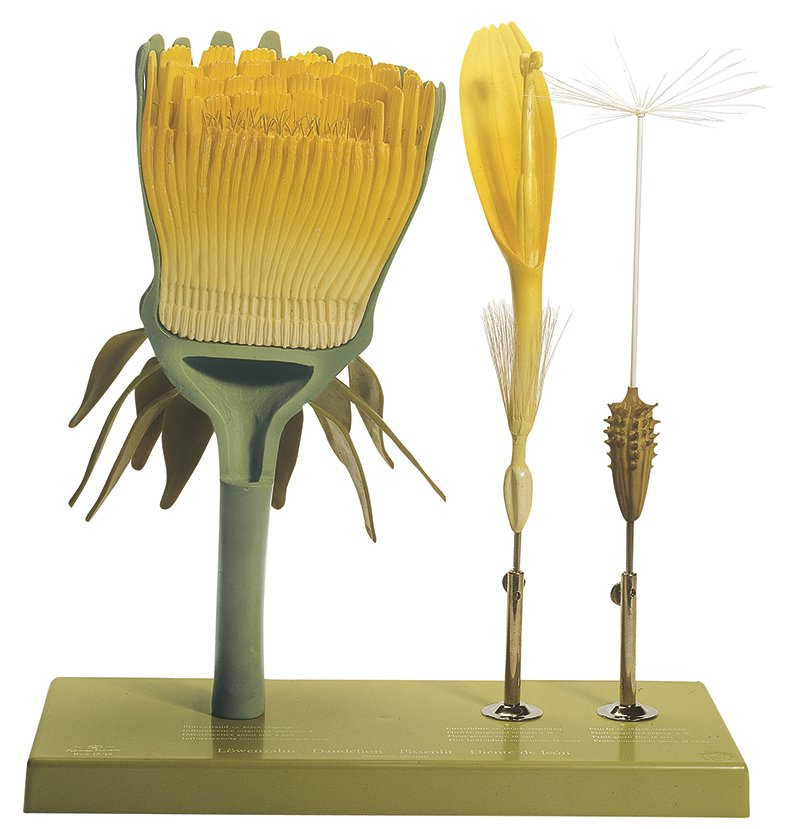 SOMSO Dandelion, Inflorescence, individual blossom and fruit
