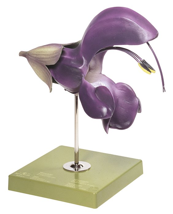 SOMSO Salvia Pratensis, Flower