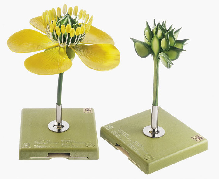 SOMSO Buttercup, Flower and Fruit