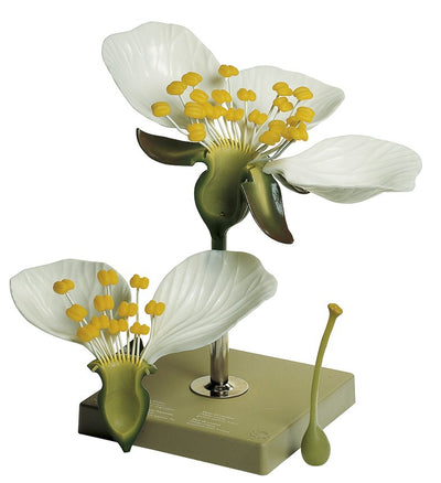 Dicotyledonous Plants