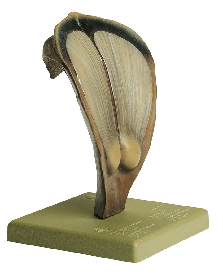 SOMSO Pine Cone Scale