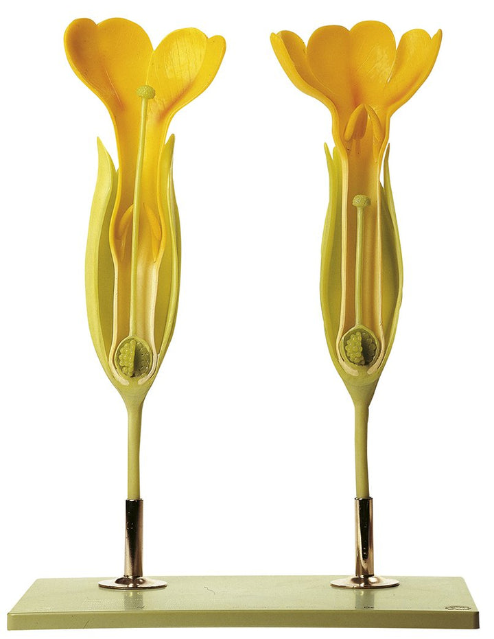 SOMSO Smelling Primrose