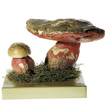 SOMSO Boletus satanas, Huge Specimen