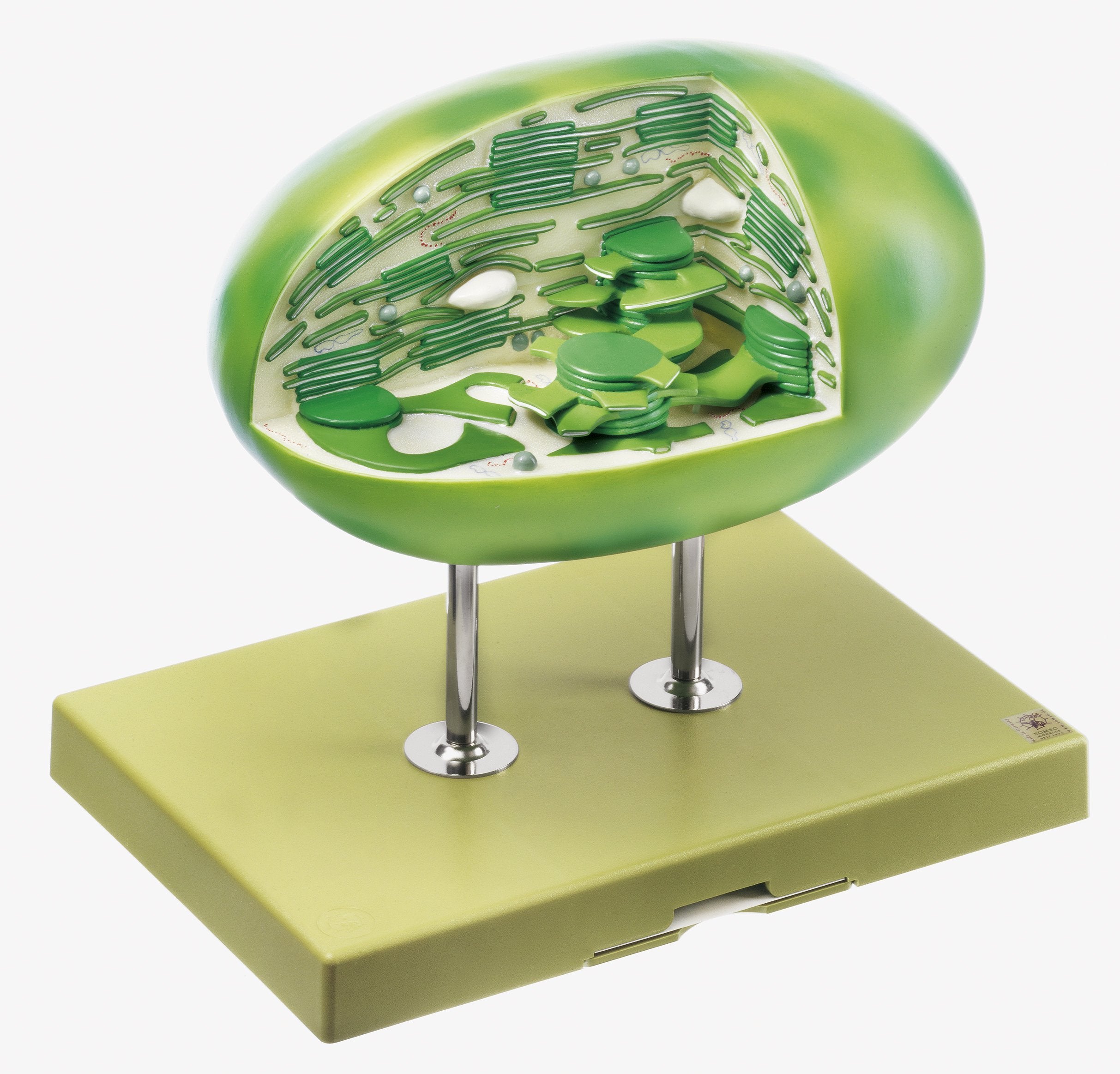 SOMSO Chloroplast of Higher Plant