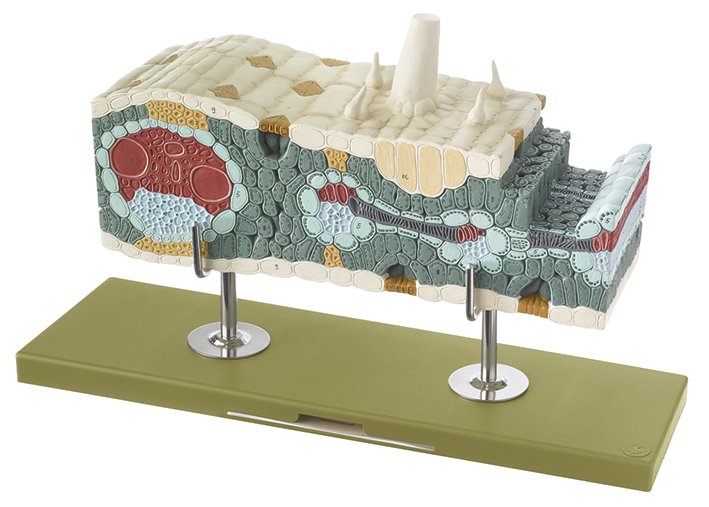 SOMSO Maize Leaf in Longitudinal and Cross Section