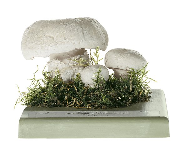 SOMSO Agaricus bitorquis