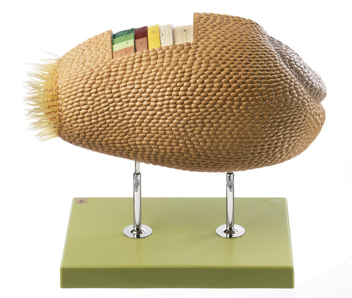 SOMSO Model of a Wheat Grain as an Example of a Caryopsis