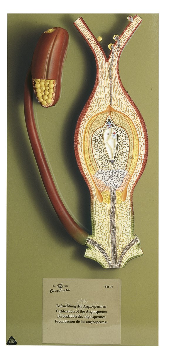 SOMSO Fertilisation of the Angiosperms