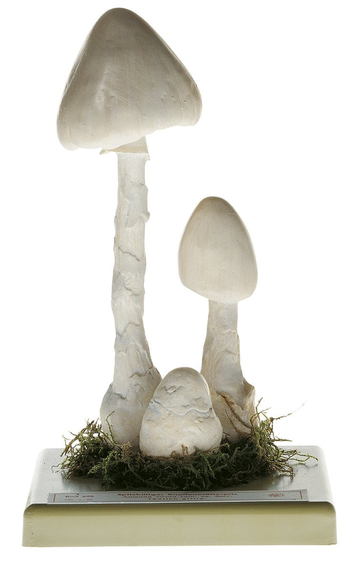 SOMSO Amanita virosa