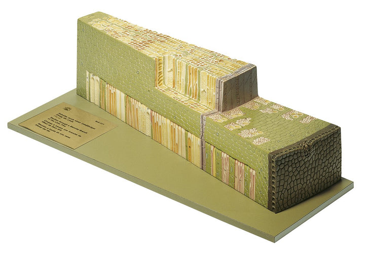 SOMSO Section through a Two Year Old Twig of the Lime Tree