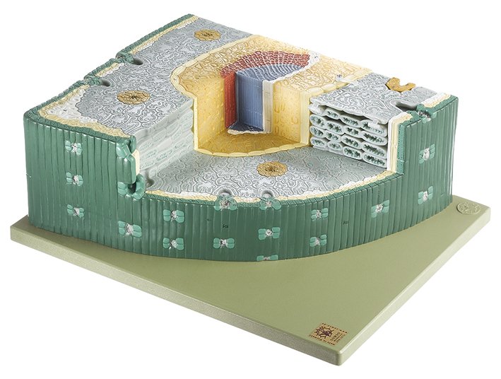 SOMSO Needle Leaf of the Austrian pine