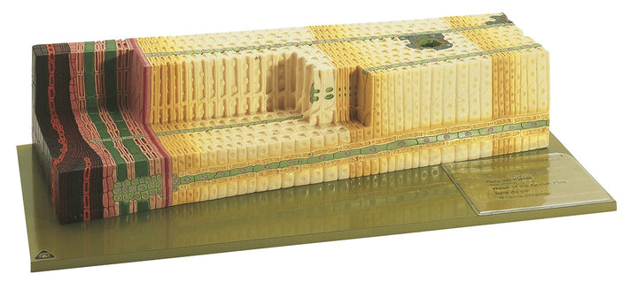 SOMSO Anatomical Structure of Pine Wood