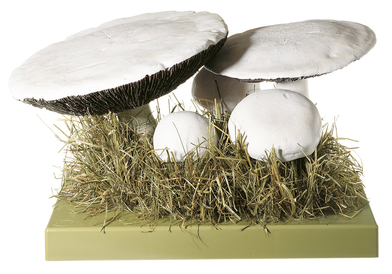 SOMSO Agaricus campester