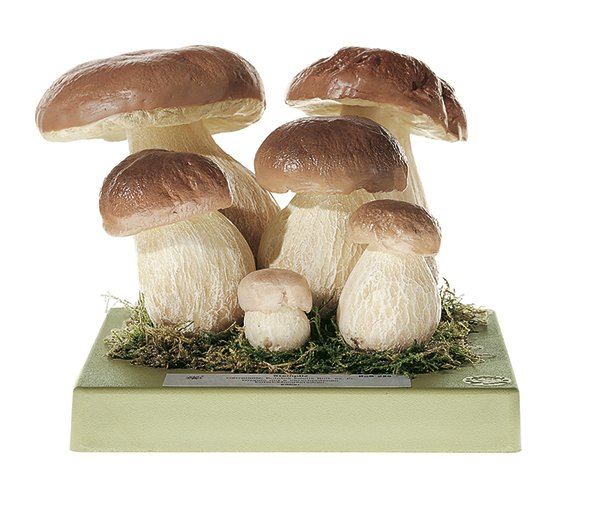 SOMSO Boletus eduli