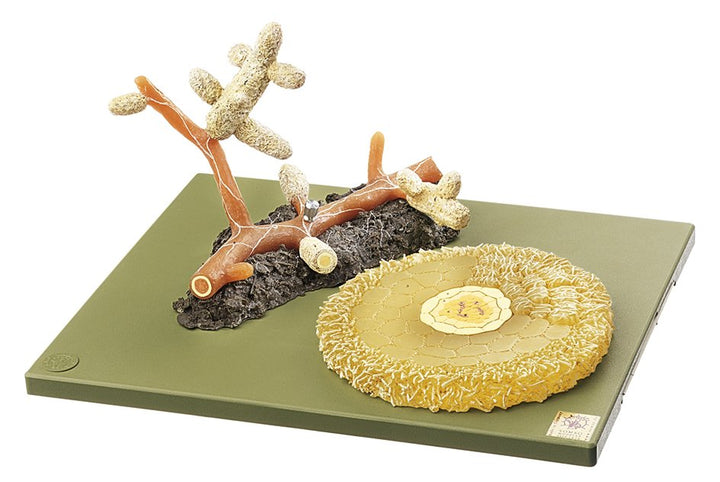 SOMSO Scots Pine Mycorrhiza