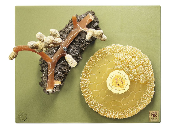 SOMSO Scots Pine Mycorrhiza