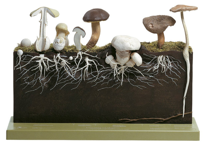 SOMSO Development of Hat Fungi