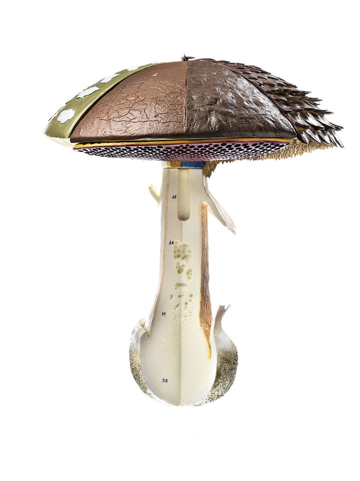 SOMSO Structure of Hat Fungi