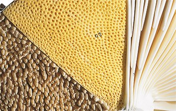 SOMSO Structure of Hat Fungi