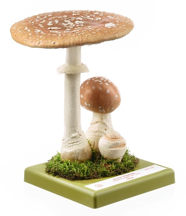 SOMSO Amanita regalis