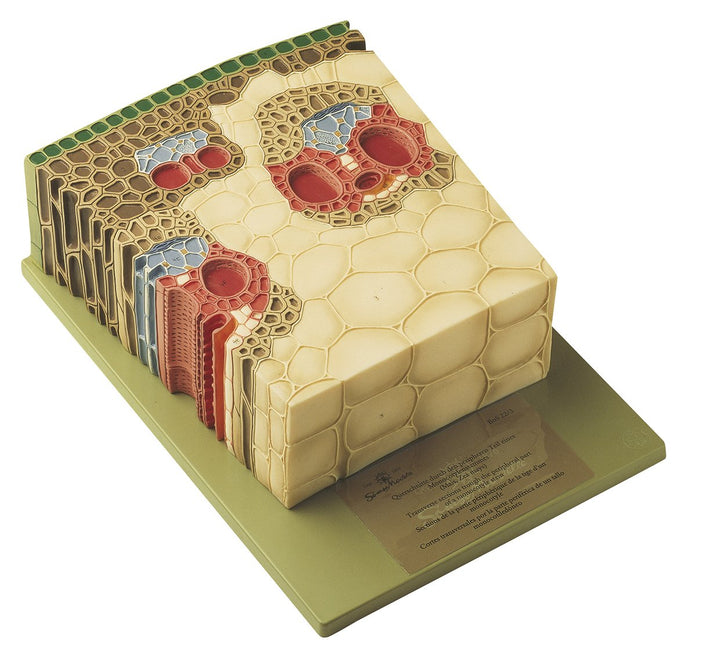 SOMSO Section through the Peripheral Part of a Monocotyle Stem