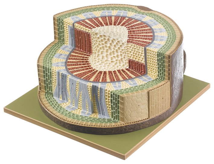 SOMSO Section through the Stem of a one Year Old Dicotyle Plant