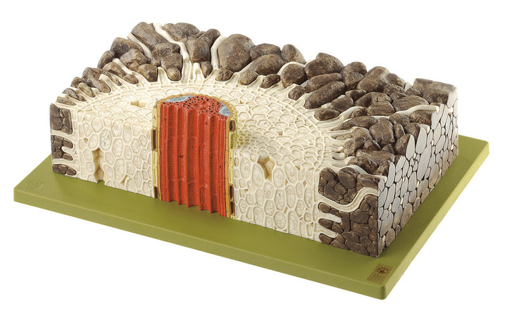 SOMSO Young Root of the Buttercup